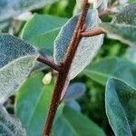 Elaeagnus × submacrophylla Ŝelo