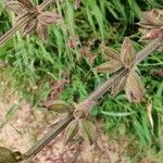 Salvia hierosolymitana Floare