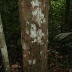 Lecythis idatimon Bark