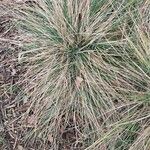 Deschampsia cespitosa Листок