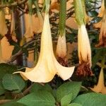 Brugmansia arborea Кветка