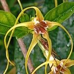 Strophanthus divaricatus 花