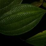 Miconia evanescens Leaf