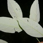 Licania hypoleuca Leaf