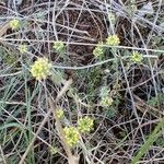 Alyssum alyssoides Libunga
