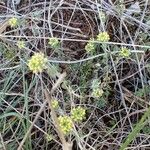 Alyssum alyssoides Habitus