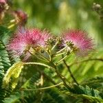 Albizia julibrissinÕis