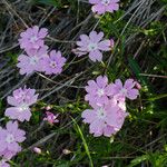 Phlox speciosa Natur