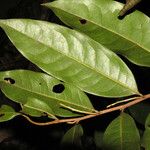 Duguetia surinamensis Leaf