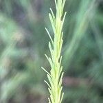 Euphorbia exigua Hoja