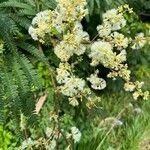 Acacia angustissima Flor