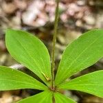 Medeola virginiana Bark