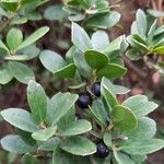 Ilex crenata পাতা