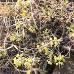 Euphorbia graciliramea Flor