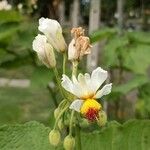 Sparrmannia africana Çiçek
