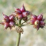 Oenanthe globulosa Fruit