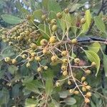 Photinia arbutifolia Fruit