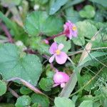 Begonia fischeri Агульны выгляд