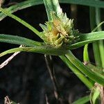 Cyperus metzii Květ