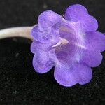 Strobilanthes pentastemonoides Кветка