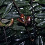 Xylopia pulcherrima Fruto