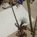Chondrilla juncea Квітка