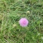 Cirsium discolor പുഷ്പം