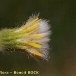 Tephroseris palustris Mbuma