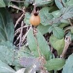 Silene latifolia Fruit