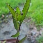 Lycopus uniflorus Leaf