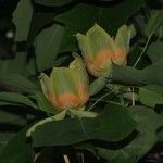 Liriodendron tulipiferaFlower