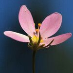 Sabatia angularis Bloem