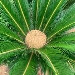 Cycas revolutaKukka