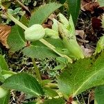 Helleborus argutifolius Листок