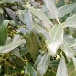 Euclea crispa برگ