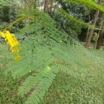 Schizolobium parahyba Hoja