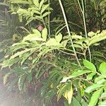 Leea guineensis Yaprak