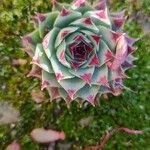 Sempervivum calcareumFlor