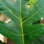 Artocarpus heterophyllus Foglia