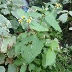Galinsoga quadriradiata Fuelha