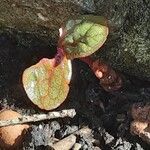 Fagopyrum esculentum Leaf