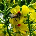 Caesalpinia echinata Blomst