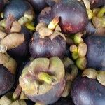 Garcinia mangostana Fruit