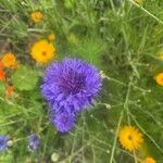 Centaurea sulphurea Flor