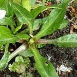 Symphyotrichum dumosum Blatt