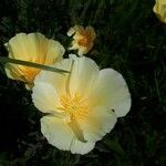 Eschscholzia californica Blomma