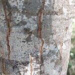 Alluaudia ascendens Corteza