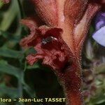 Orobanche teucrii Flower
