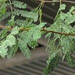 Acacia etbaica Leaf