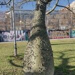 Ceiba insignis Bark